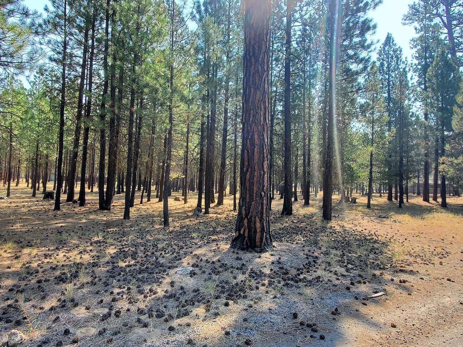 51986 Black Pine Way La Pine, OR 97739 - Thumbnail 4