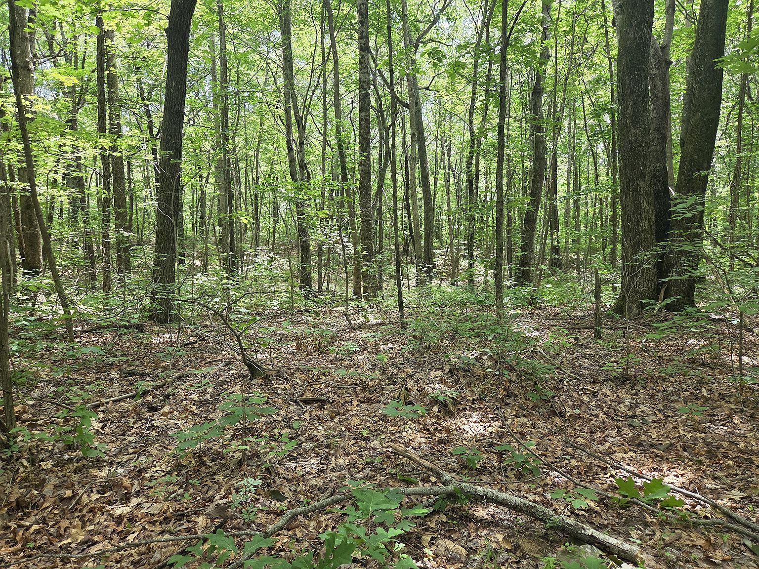 0 Blumont Dr Altamont, TN 37301 - Thumbnail 4