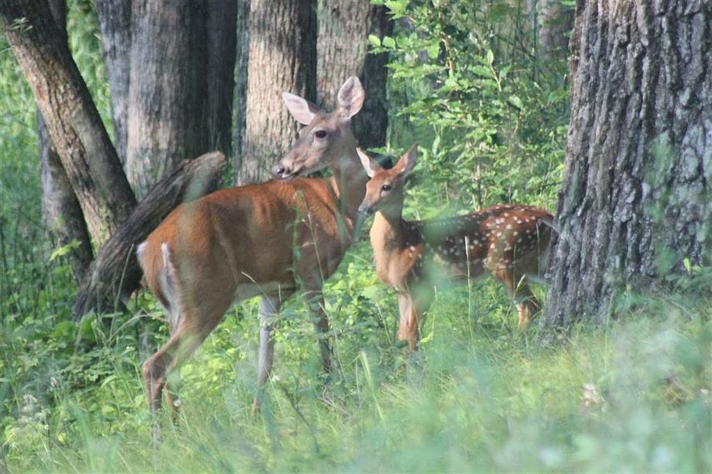 15 Acres Hwy #13 Friendship, WI 53934 - Thumbnail 4