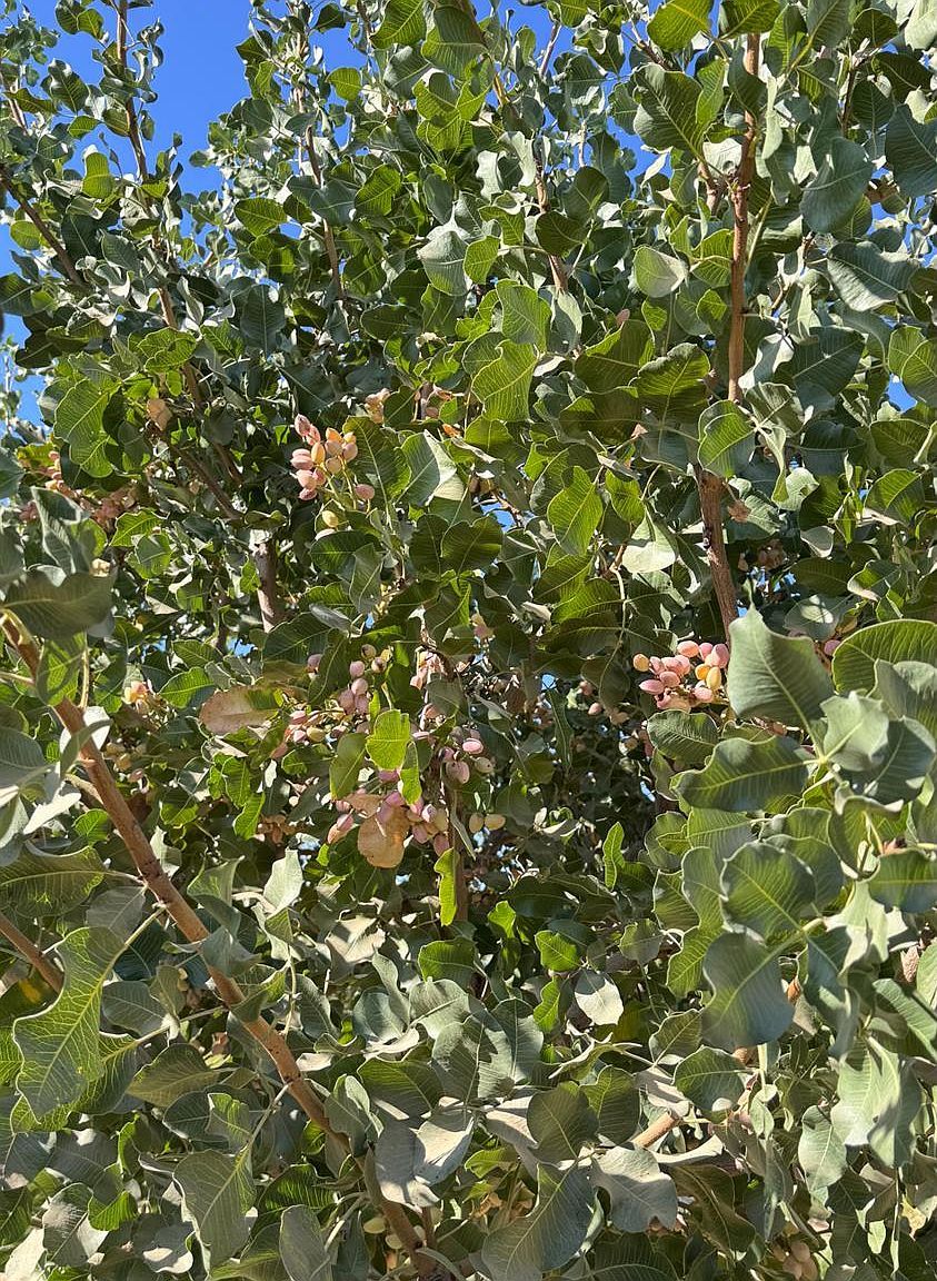 15502 10th Ave Hanford, CA 93230 - Thumbnail 4