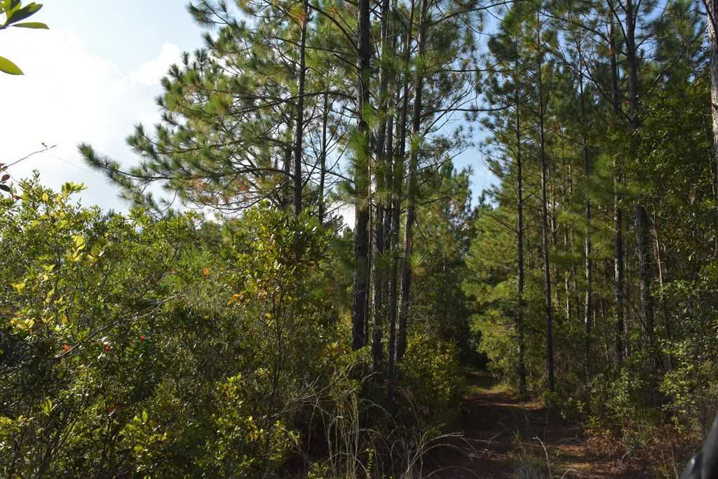 45 AC Kevin Road, Hinesville, GA, 31313 - Thumbnail 4