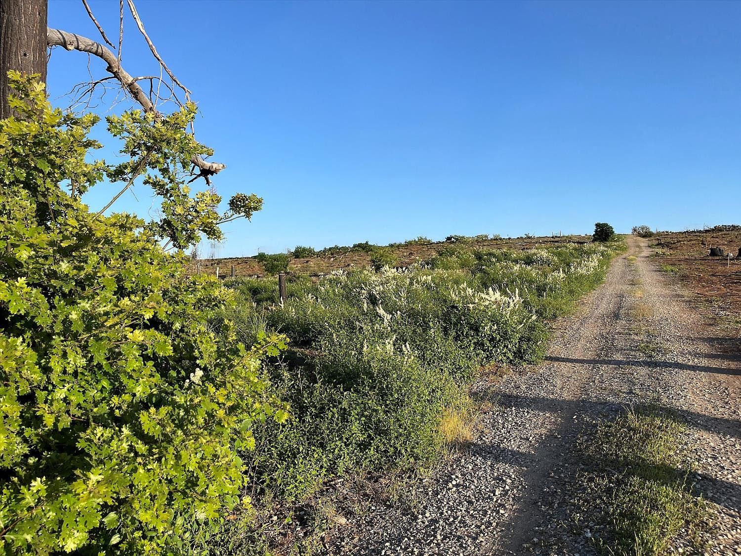 2157 Backwoods Trl Grizzly Flats, CA 95636 - Thumbnail 4