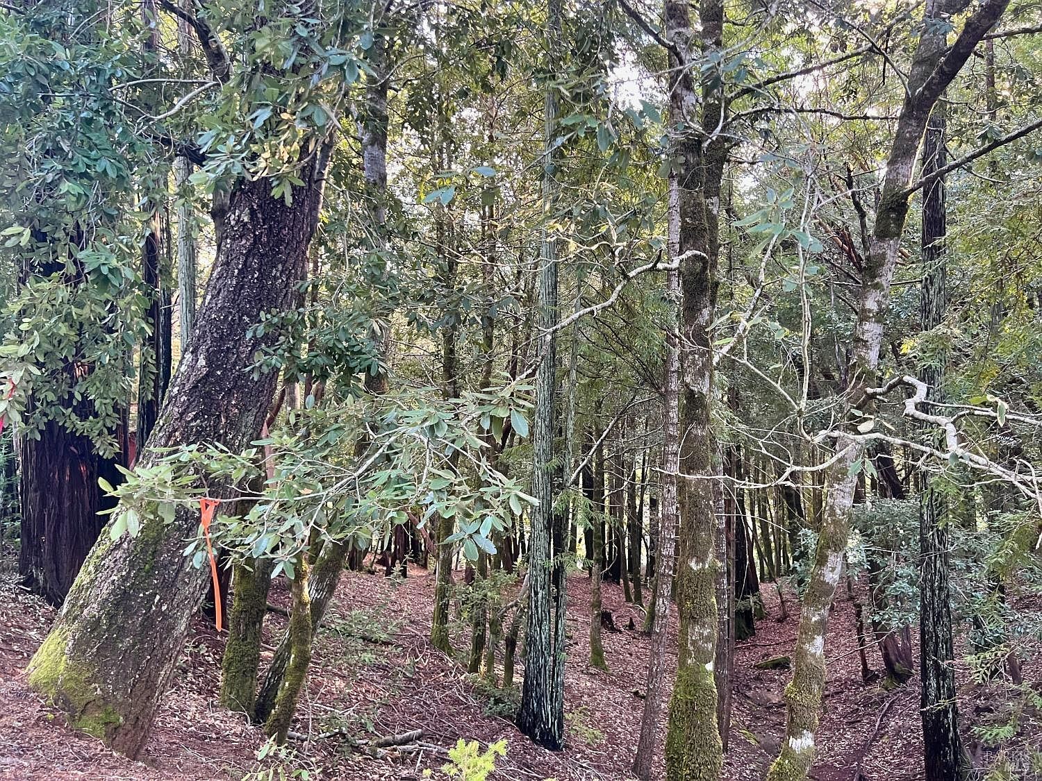 26075 Poppy Dr Willits, CA 95490 - Thumbnail 4