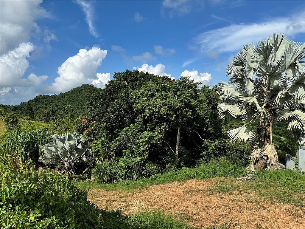 38 Yagrumo St #II Aguas Buenas, PR 00703 - Thumbnail 4