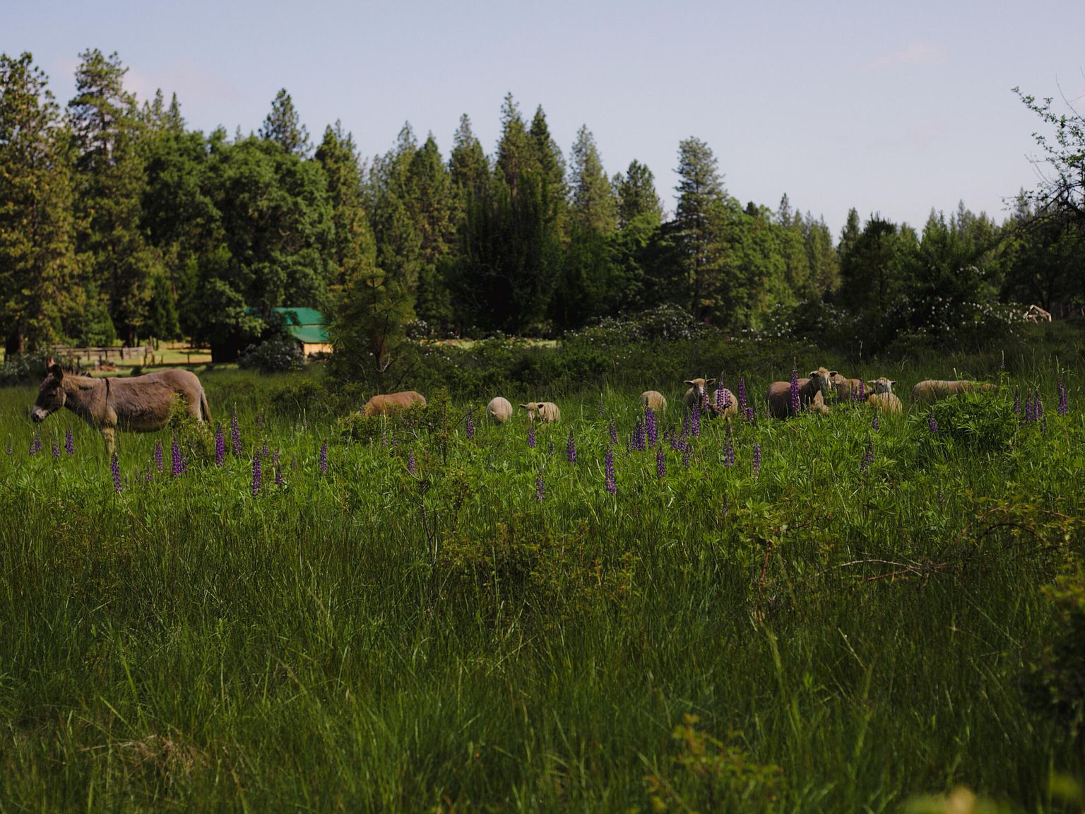 29276 Bullskin Ridge Rd Oak Run, CA 96069 - Thumbnail 4