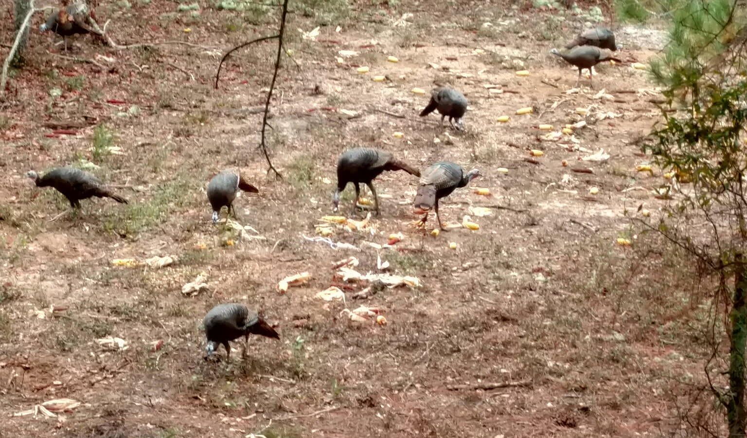 Collum Pond Rd Wagener, SC 29164 - Thumbnail 4