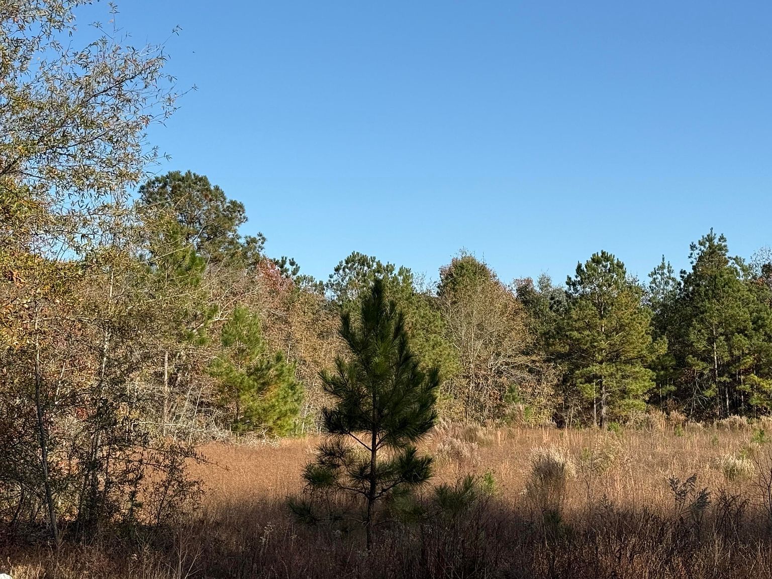 6 State Park Rd Windsor, SC 29856  | Land/Lot