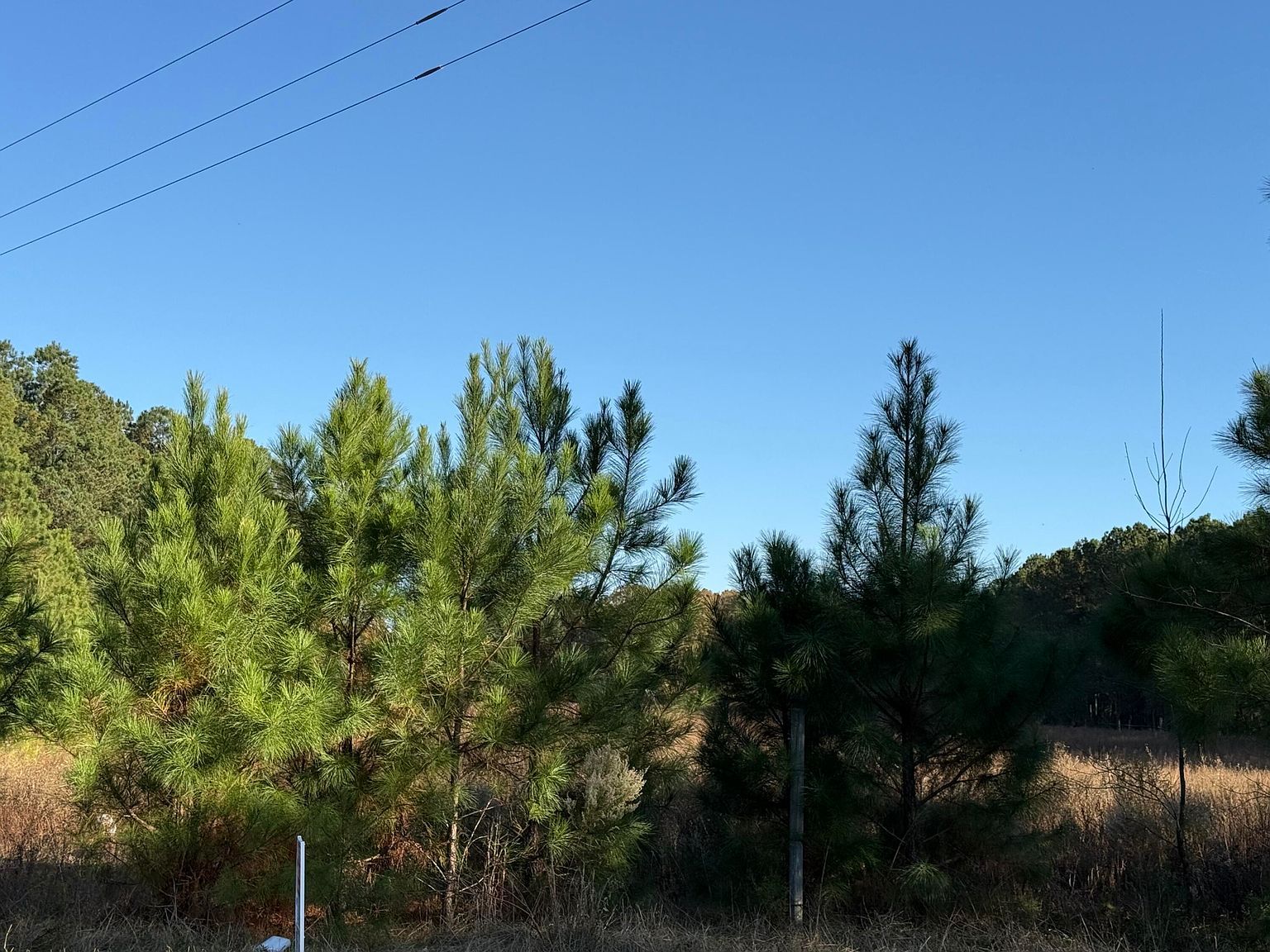 4 State Park Rd Windsor, SC 29856  | Land/Lot