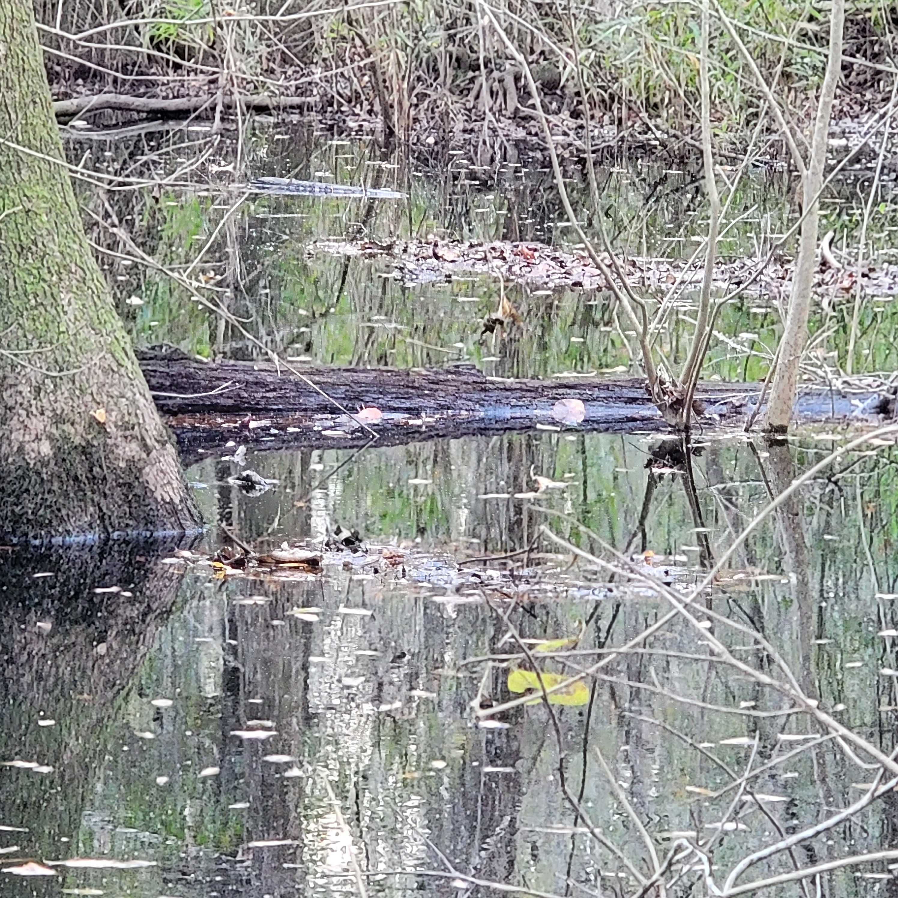 339 Greens Bridge Road, Leesville, SC, 29070 - Thumbnail 4