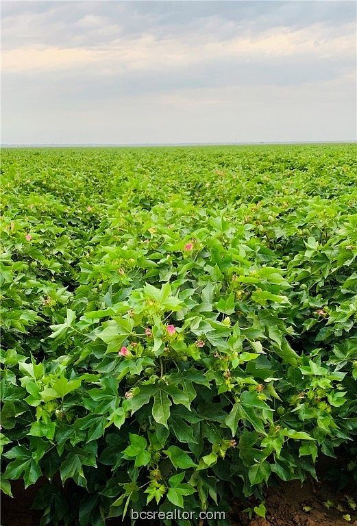 12485 Sandy Point Rd Bryan, TX 77807 - Thumbnail 4