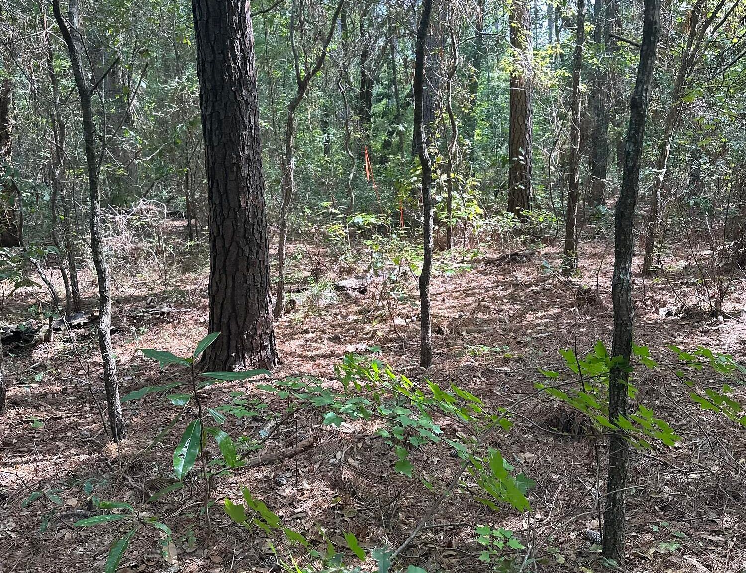 Sundance Ln Saint Helena Island, SC 29920 - Thumbnail 4