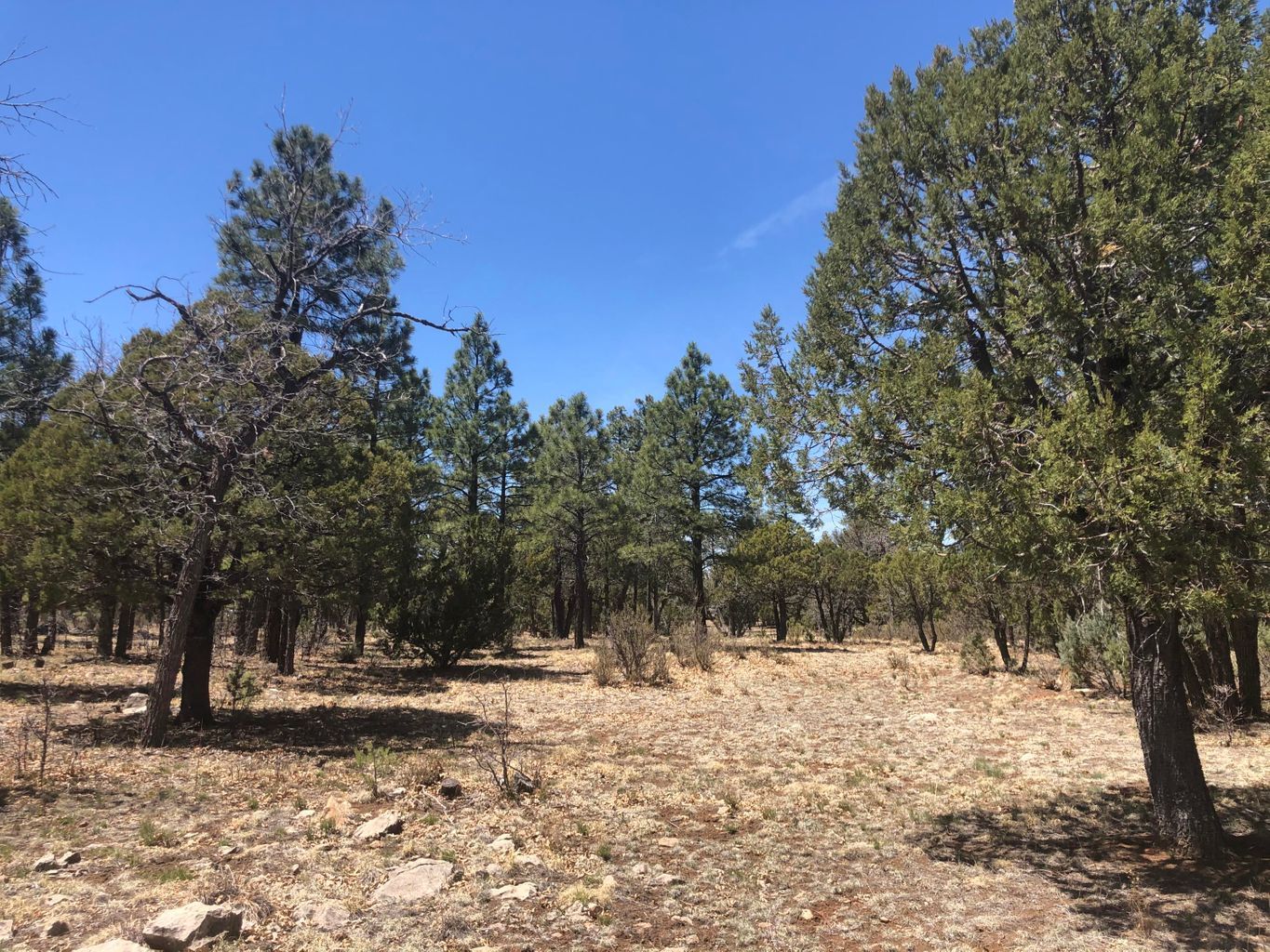 4024 Durango Drive, Happy Jack, AZ, USA, Happy Jack, AZ, 86024 - Thumbnail 4