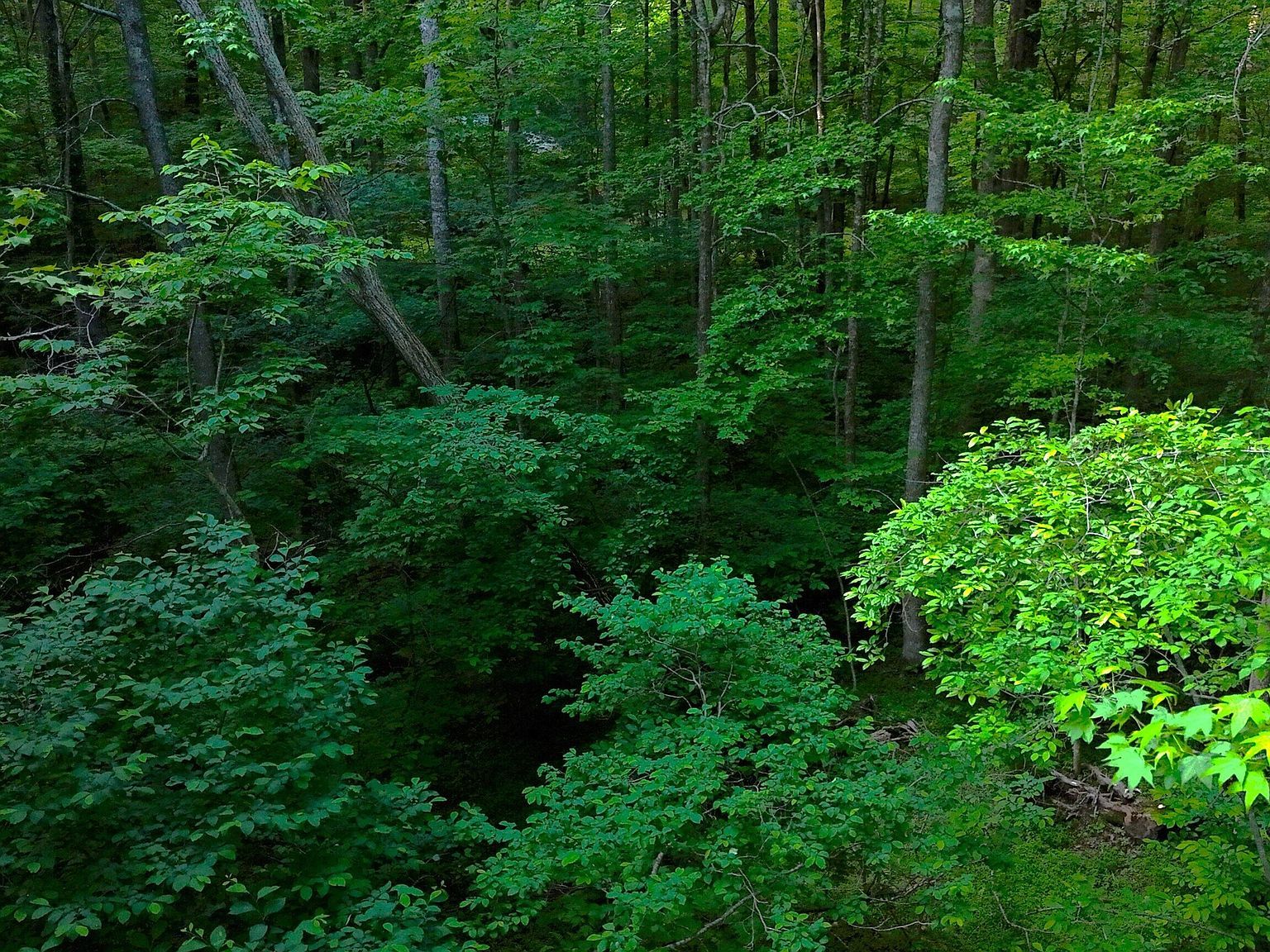 0 Nocona Trl Ellijay, GA 30536 - Thumbnail 4