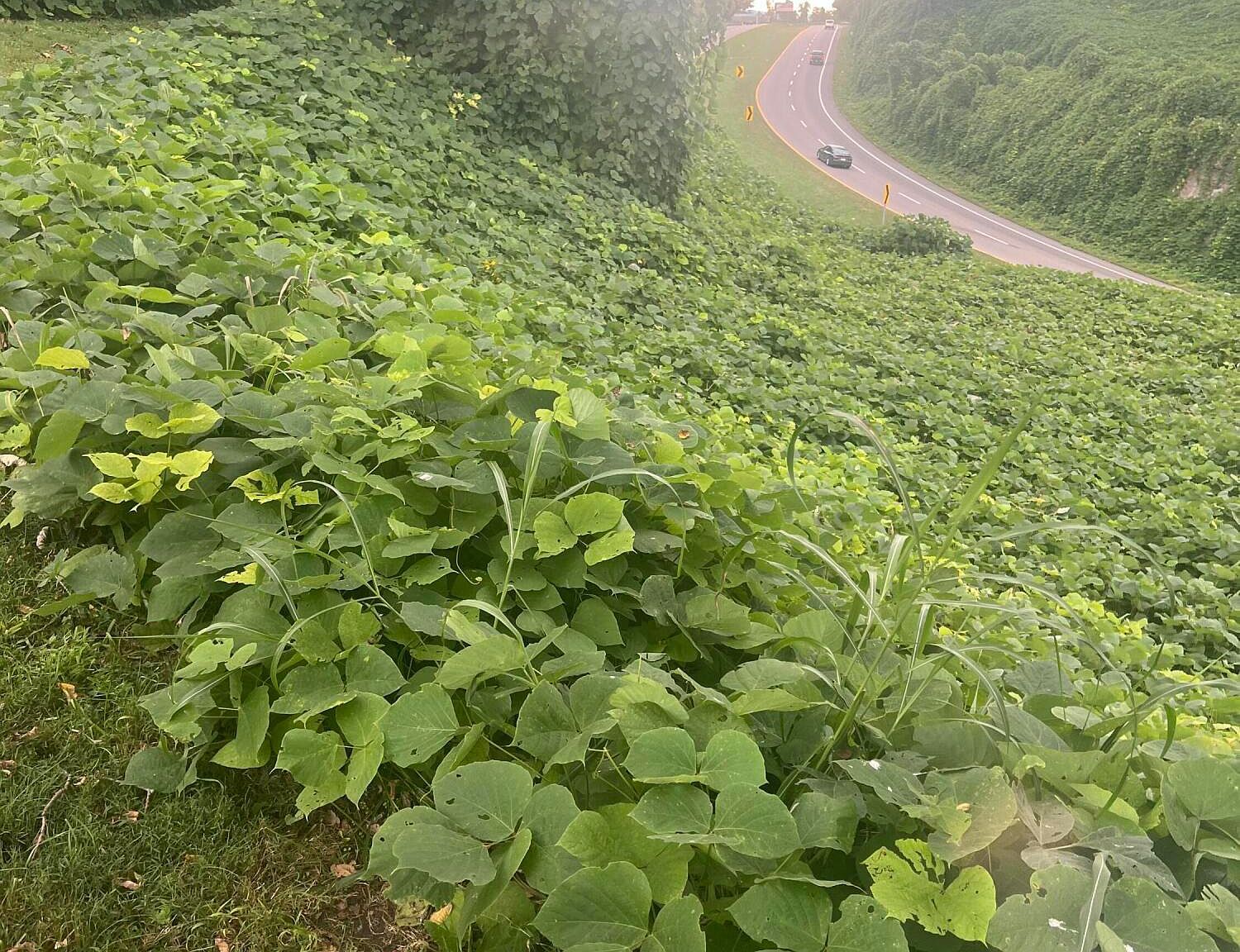 0 Burke St, Castlewood, VA, 24224 - Thumbnail 4