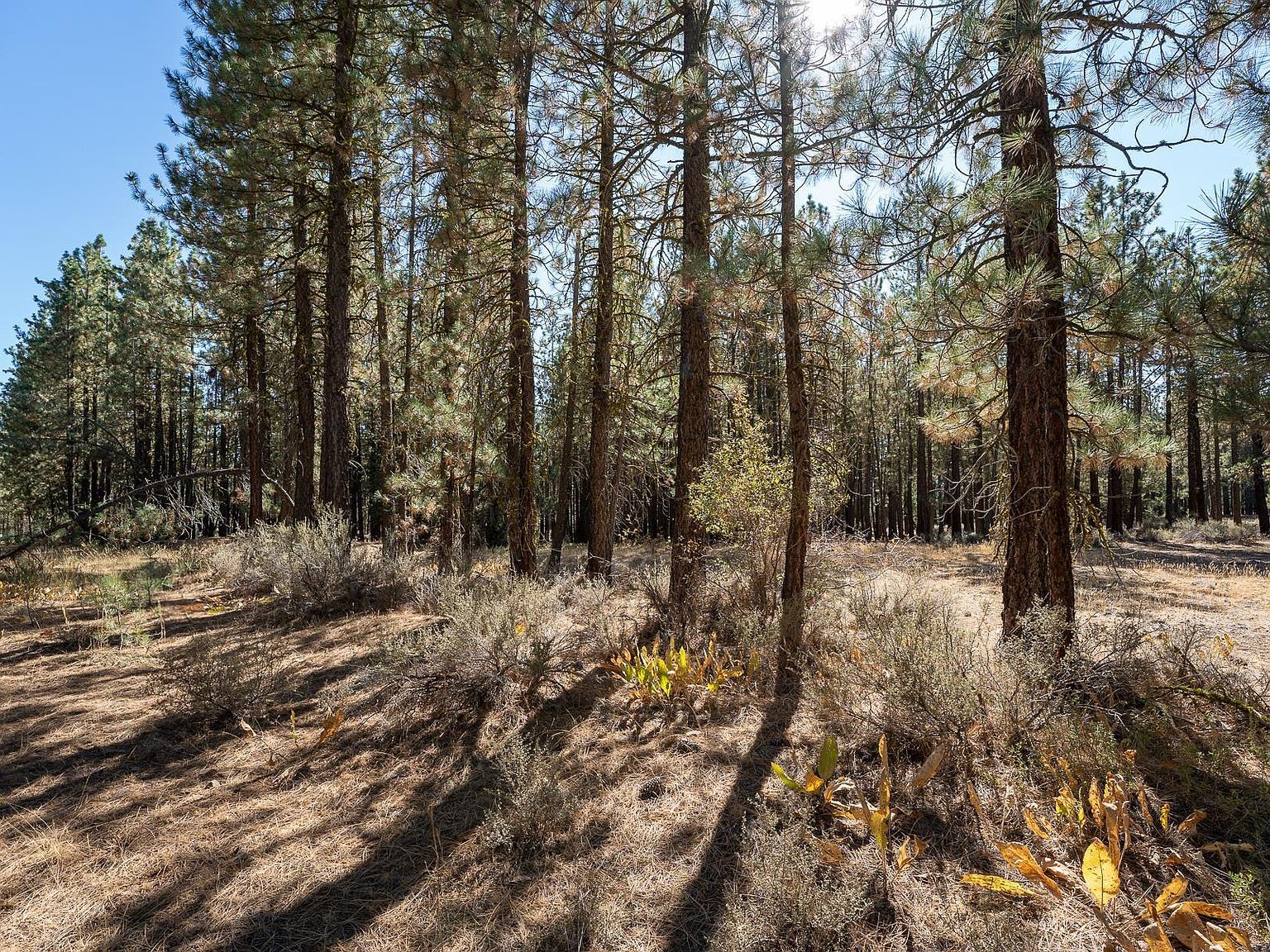 913 3rd St Portola, CA 96122 - Thumbnail 4