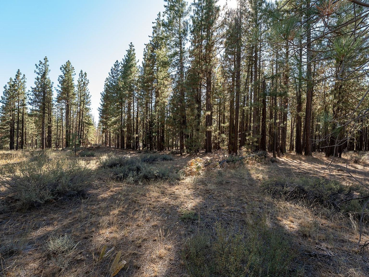 149 Bear Way Portola, CA 96122 - Thumbnail 4