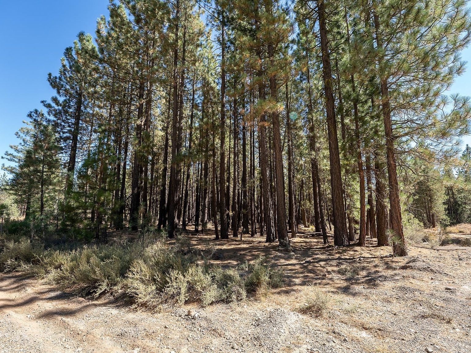 167 Bear Way Portola, CA 96122 - Thumbnail 4