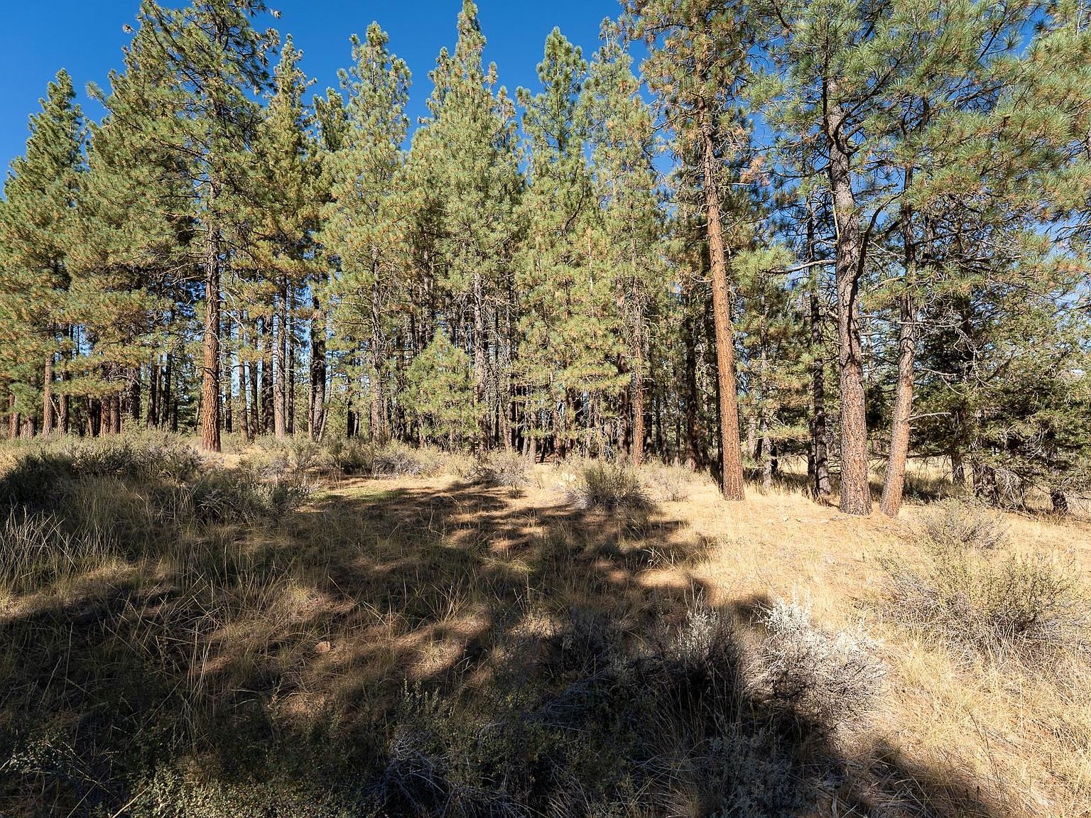 184 Bear Way Portola, CA 96122 - Thumbnail 4