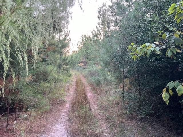 290 Red Hollow Rd Livingston, TX 77351 - Thumbnail 4