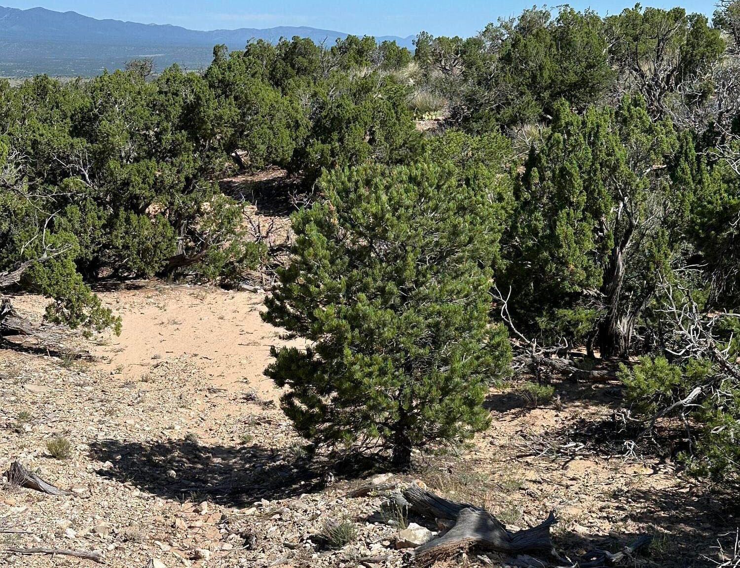 10 San Miguel Trl Mountainair, NM 87036 - Thumbnail 4