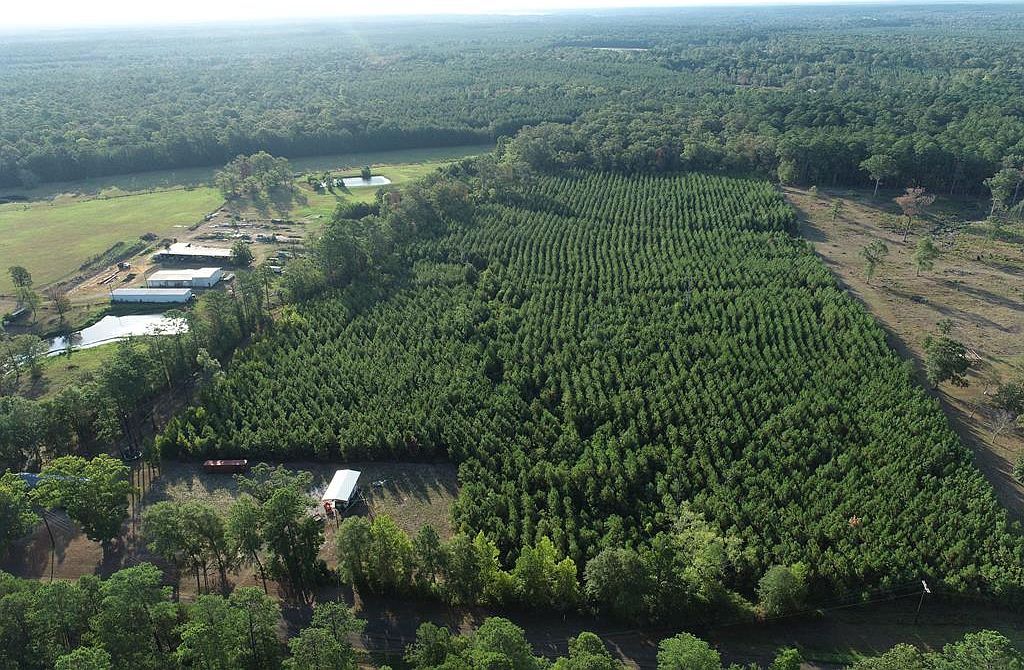 1275 Beckcom Rd Hemphill, TX 75948 - Thumbnail 4