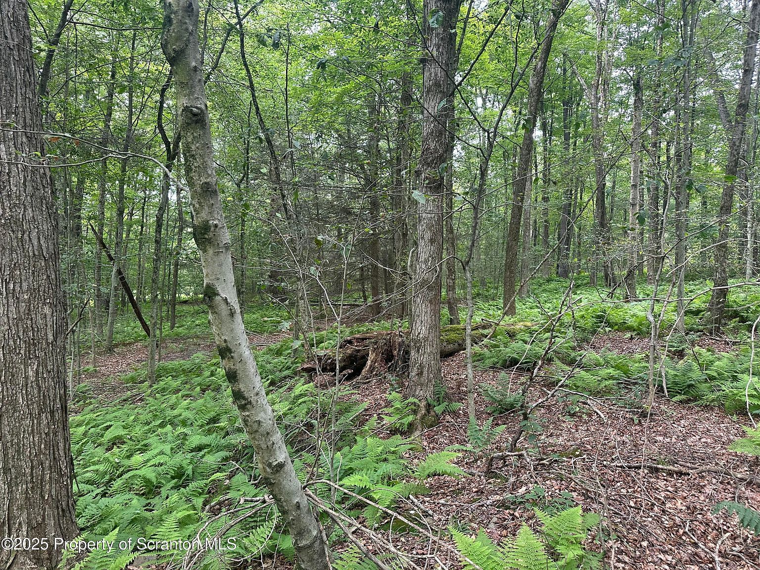 Wolf Lake Rd New Milford, PA 18834  | Land/Lot