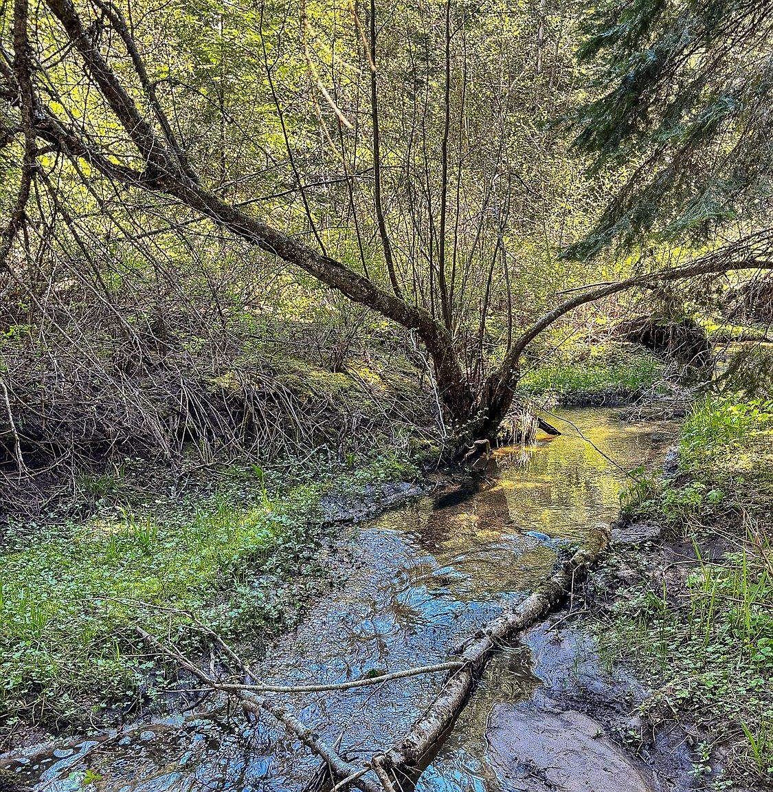 18 E Wallis Rd Mead, WA 99021 - Thumbnail 4