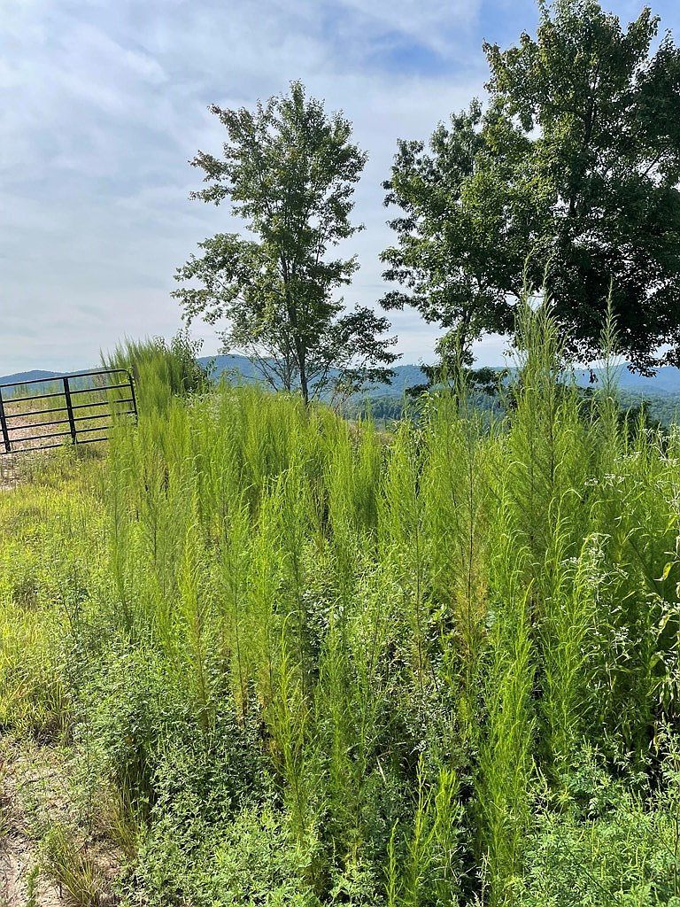 380 Sterling Point Murphy, NC 28906 - Thumbnail 4