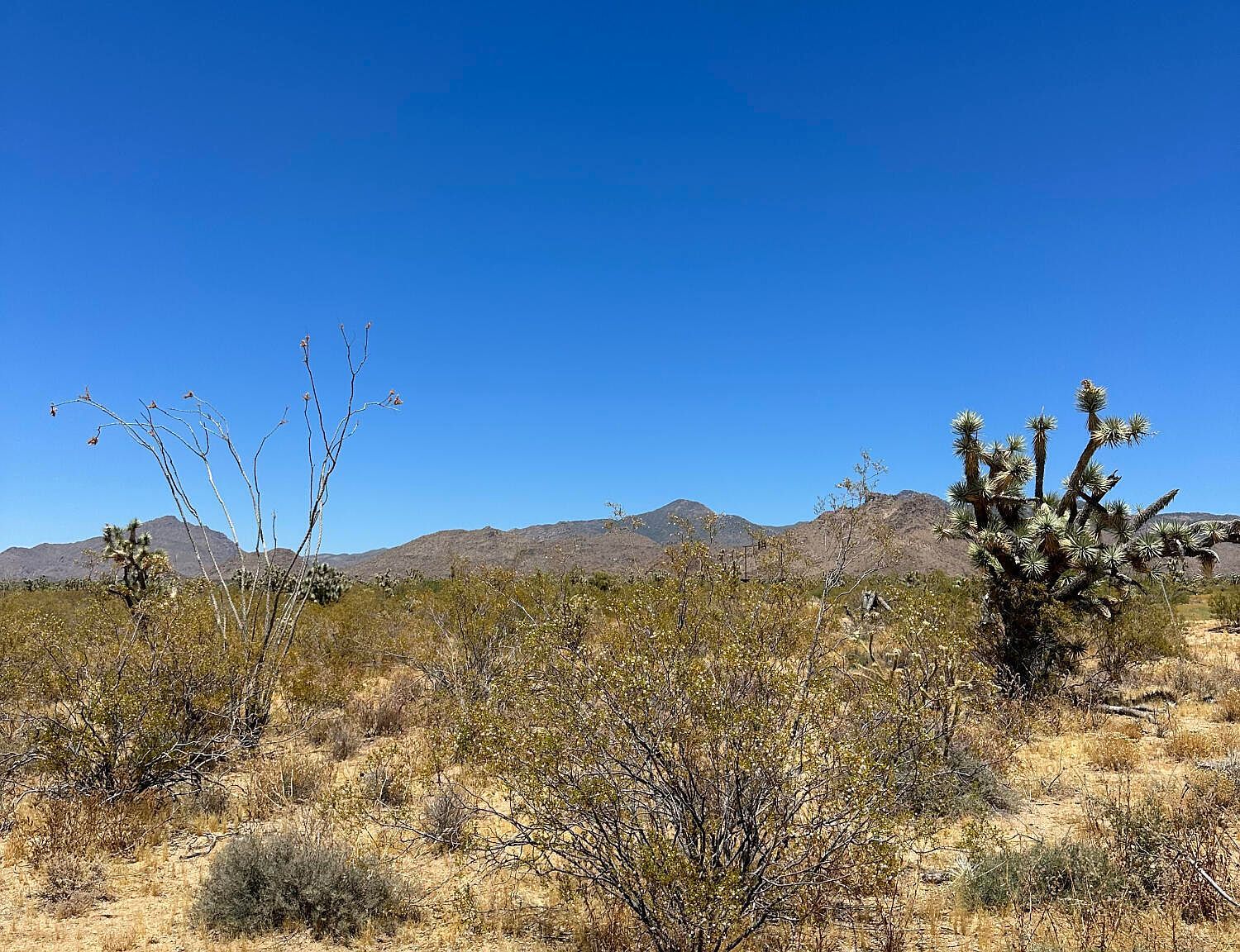 0 S Javelina Rd Yucca, AZ 86438 - Thumbnail 4