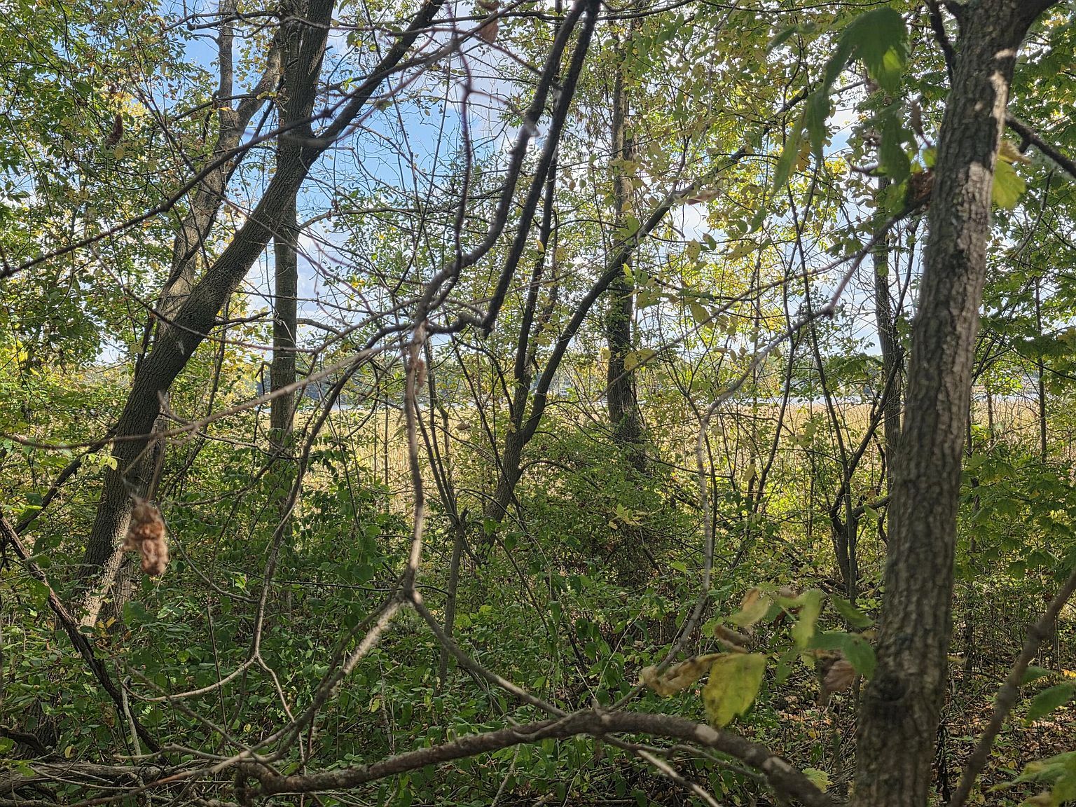 Hankerd Rd Pleasant Lake, MI 49272  | Land/Lot