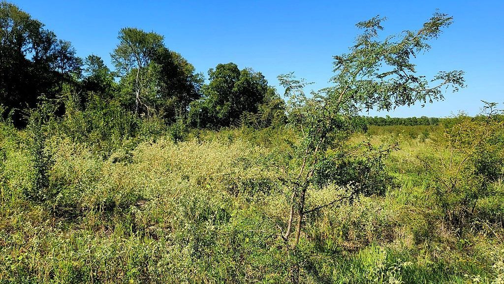 0 County Road 4612 Sulphur Springs, TX 75482 - Thumbnail 4