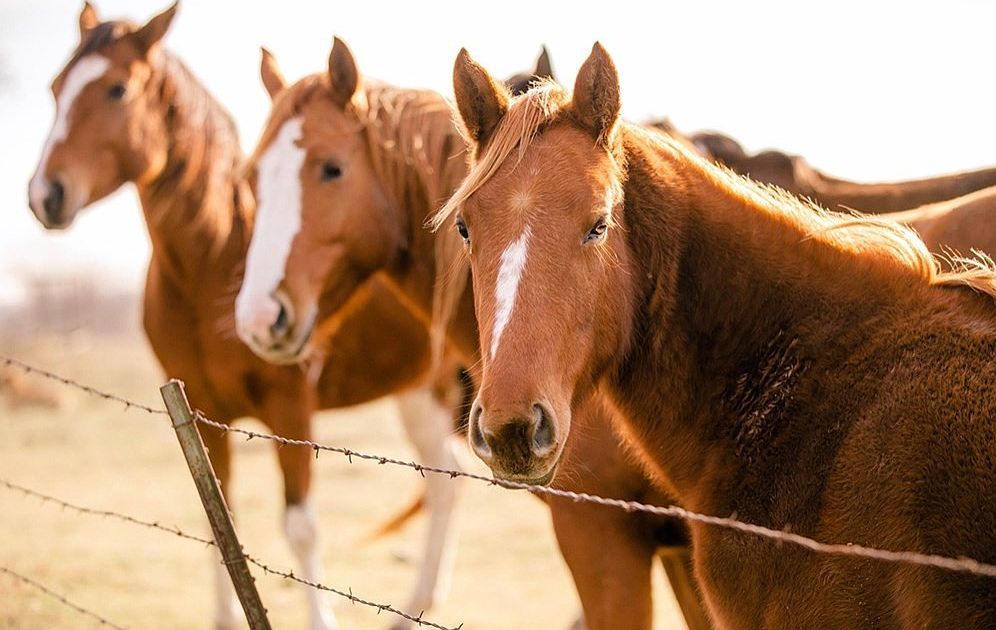 15181 County Road 4058 Kemp, TX 75143 - Thumbnail 4