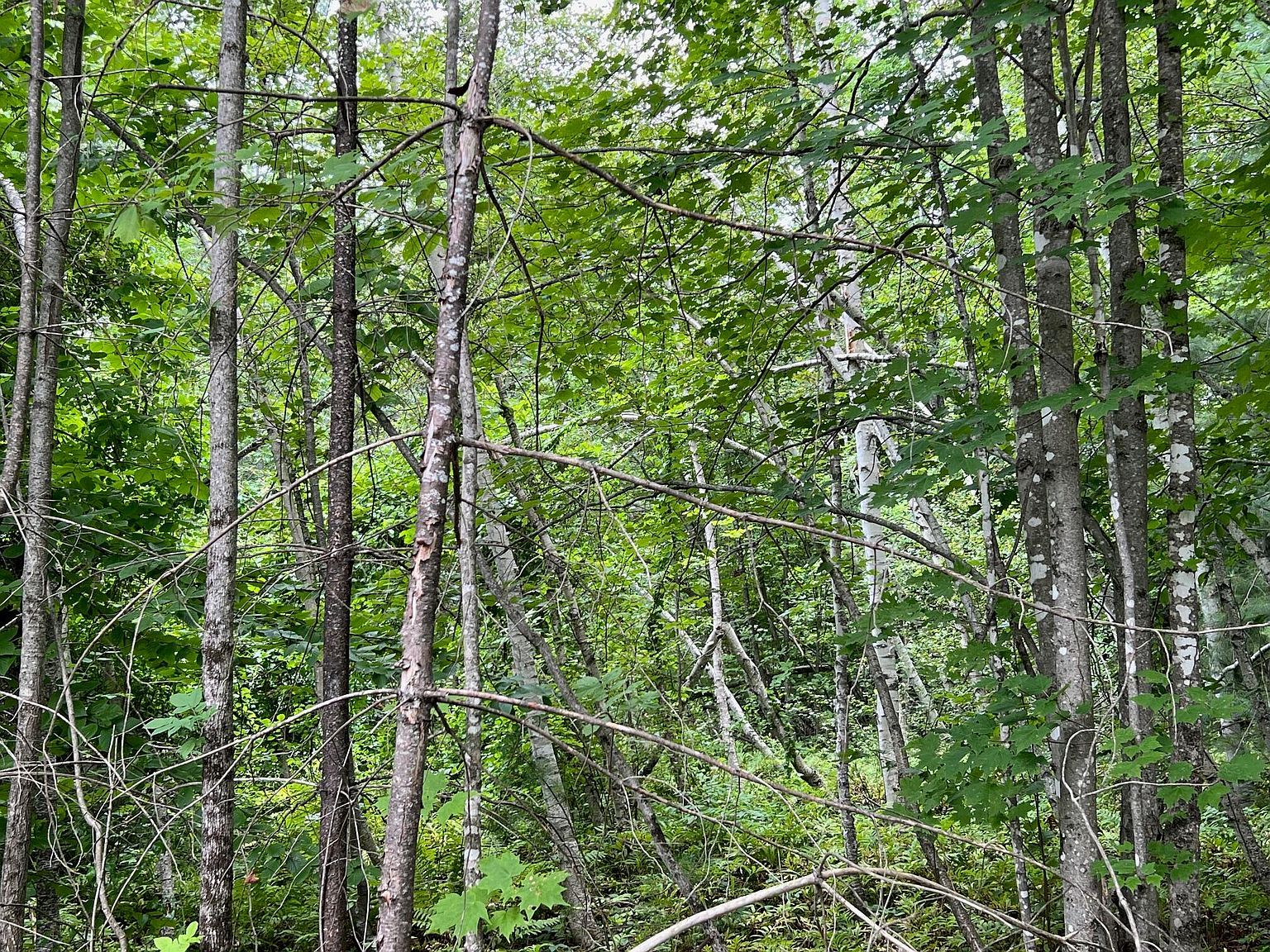 Map 7 Bailey Hill Rd LOT 10-2 Cambridge, ME 04923 - Thumbnail 4