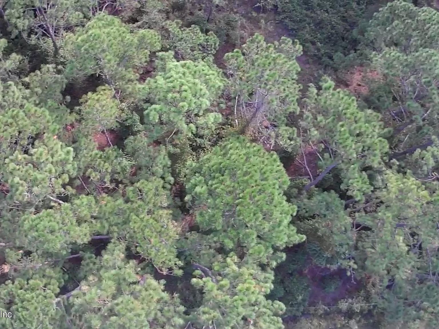 105 Pine Cone Dr Georgetown, FL 32139 - Thumbnail 4