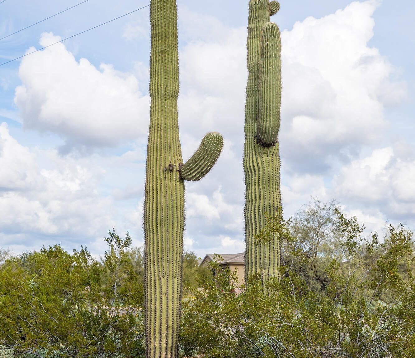 6382 E Calle De Mandel Scottsdale, AZ 85266 - Thumbnail 4