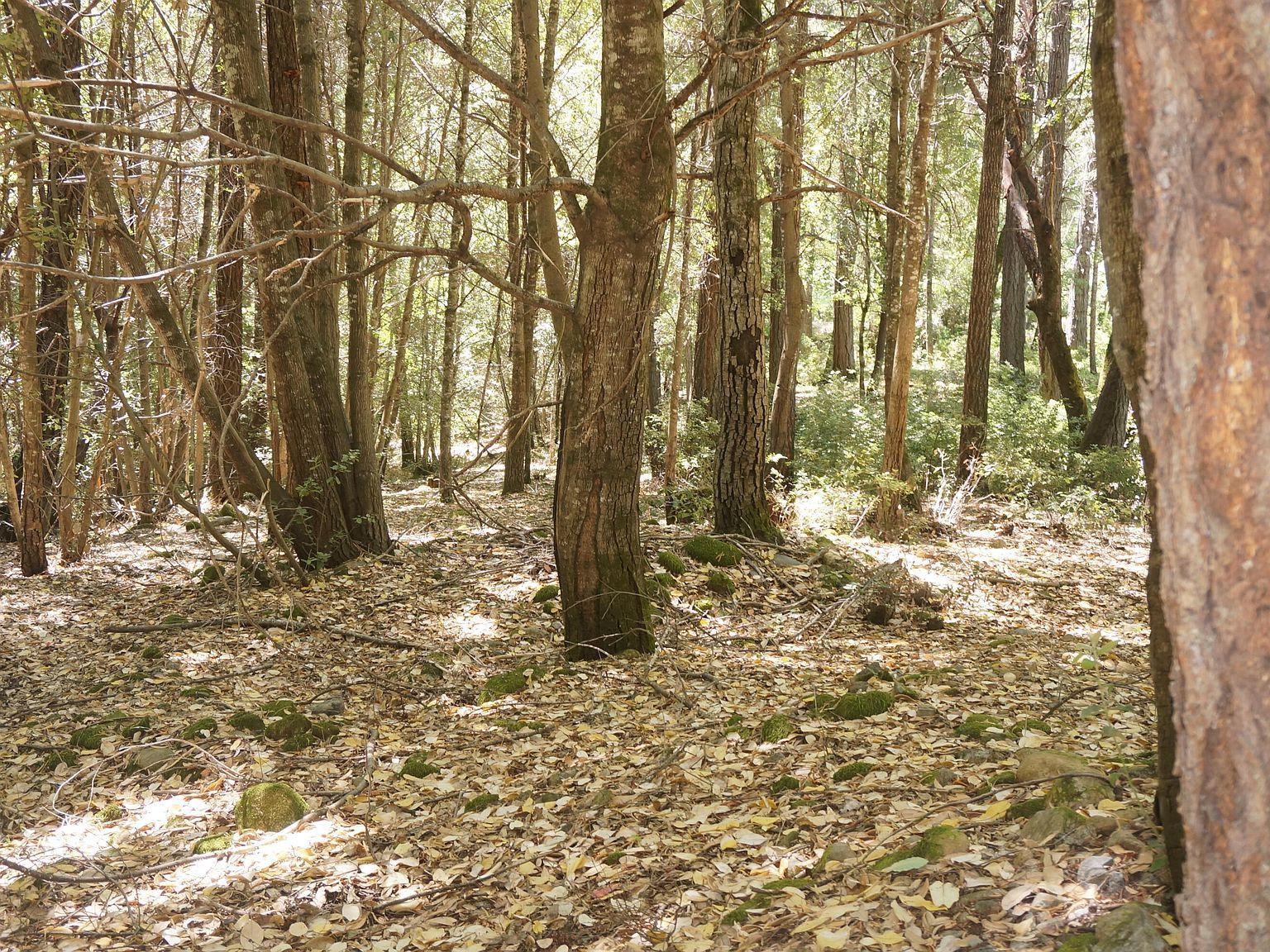 800 Suzy Q Rd Burnt Ranch, CA 95527 - Thumbnail 4