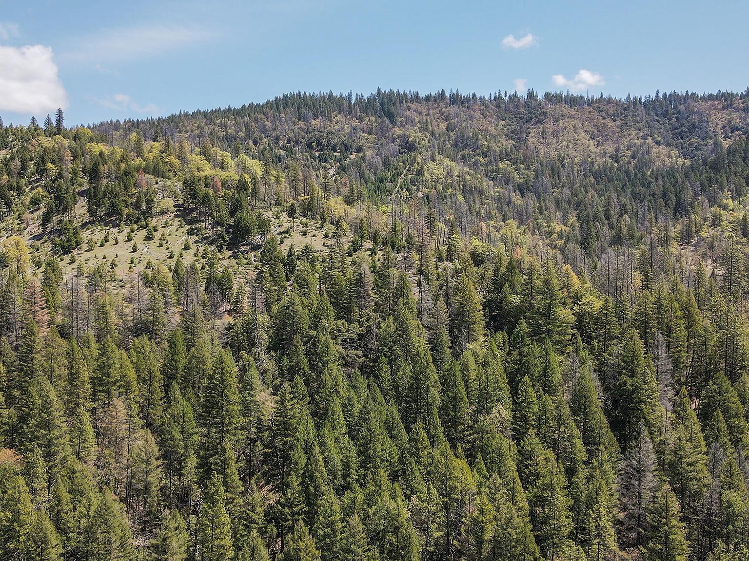 4298 Little Browns Creek Rd Weaverville, CA 96093 - Thumbnail 4