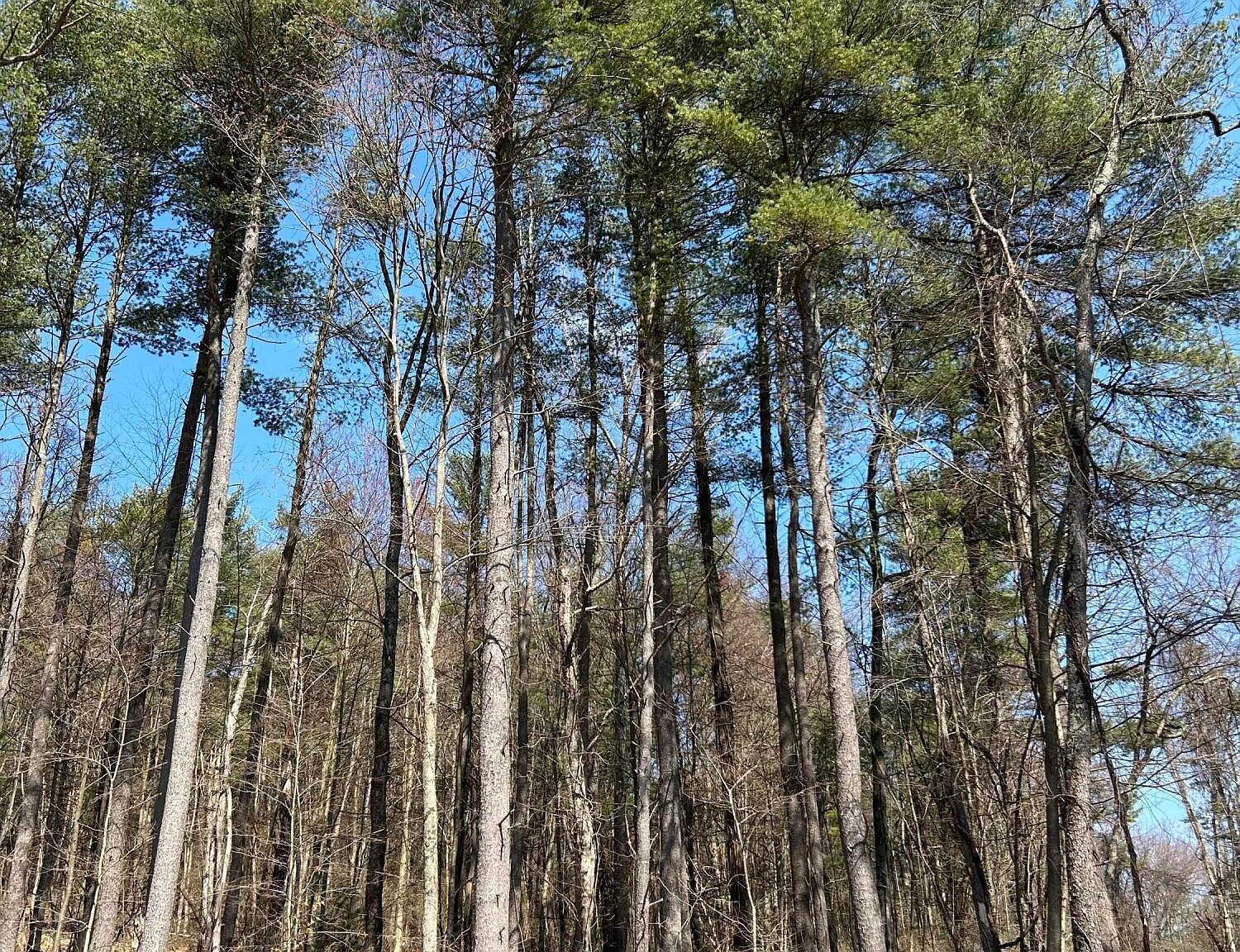 Tallman Hollow Rd LOT 4 Montoursville, PA 17754  | Land/Lot