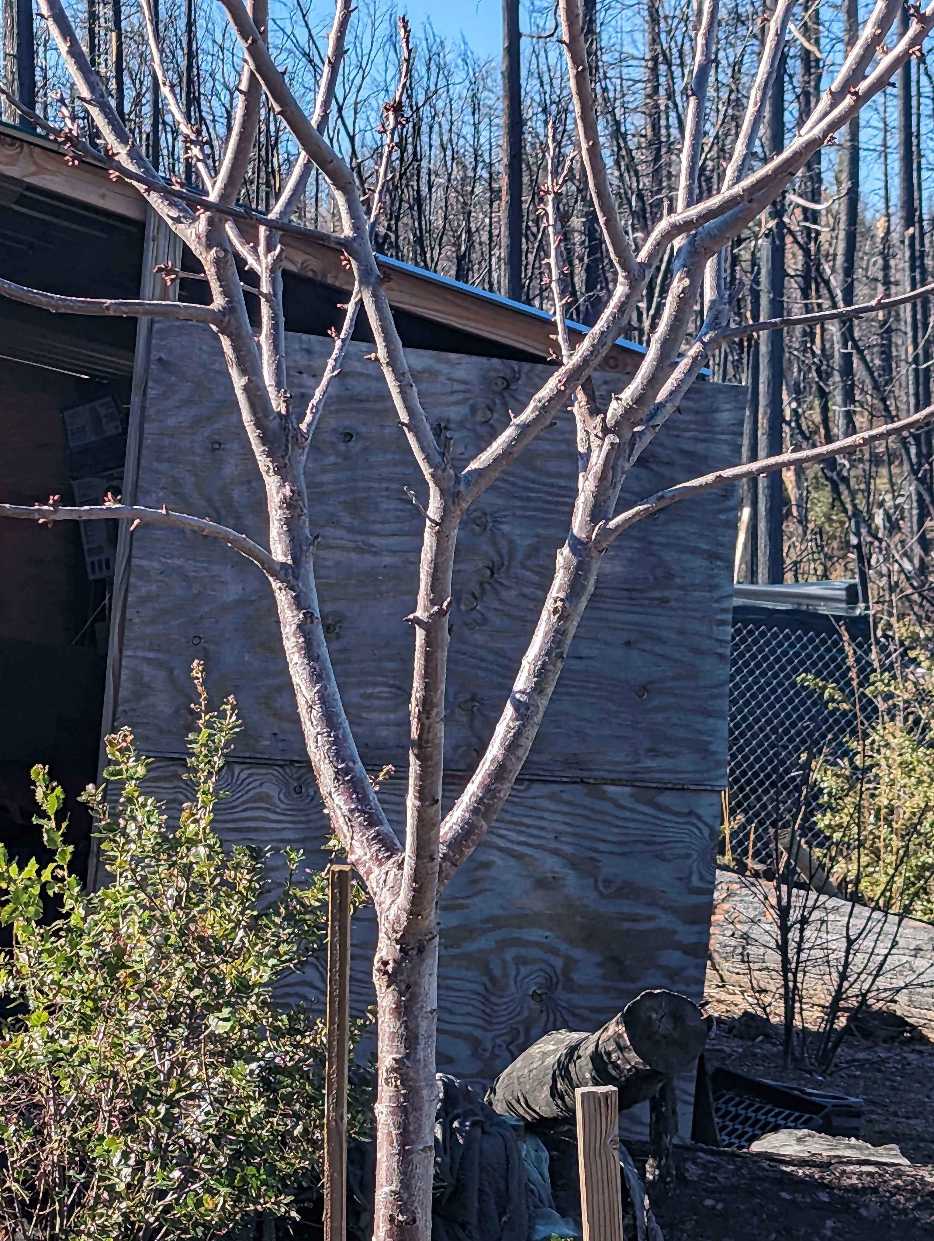 1 Simpson Ranch Rd, Berry Creek, CA, USA, 95916 - Thumbnail 4