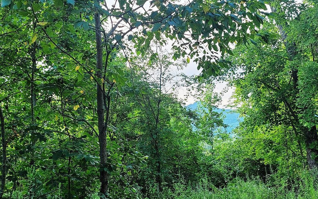 LOT 21 Rye Field Rd Murphy, NC 28906 - Thumbnail 4