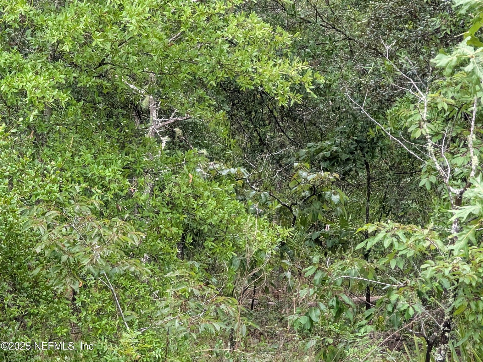 7631 Los Padres Ave Keystone Heights, FL 32656 - Thumbnail 4