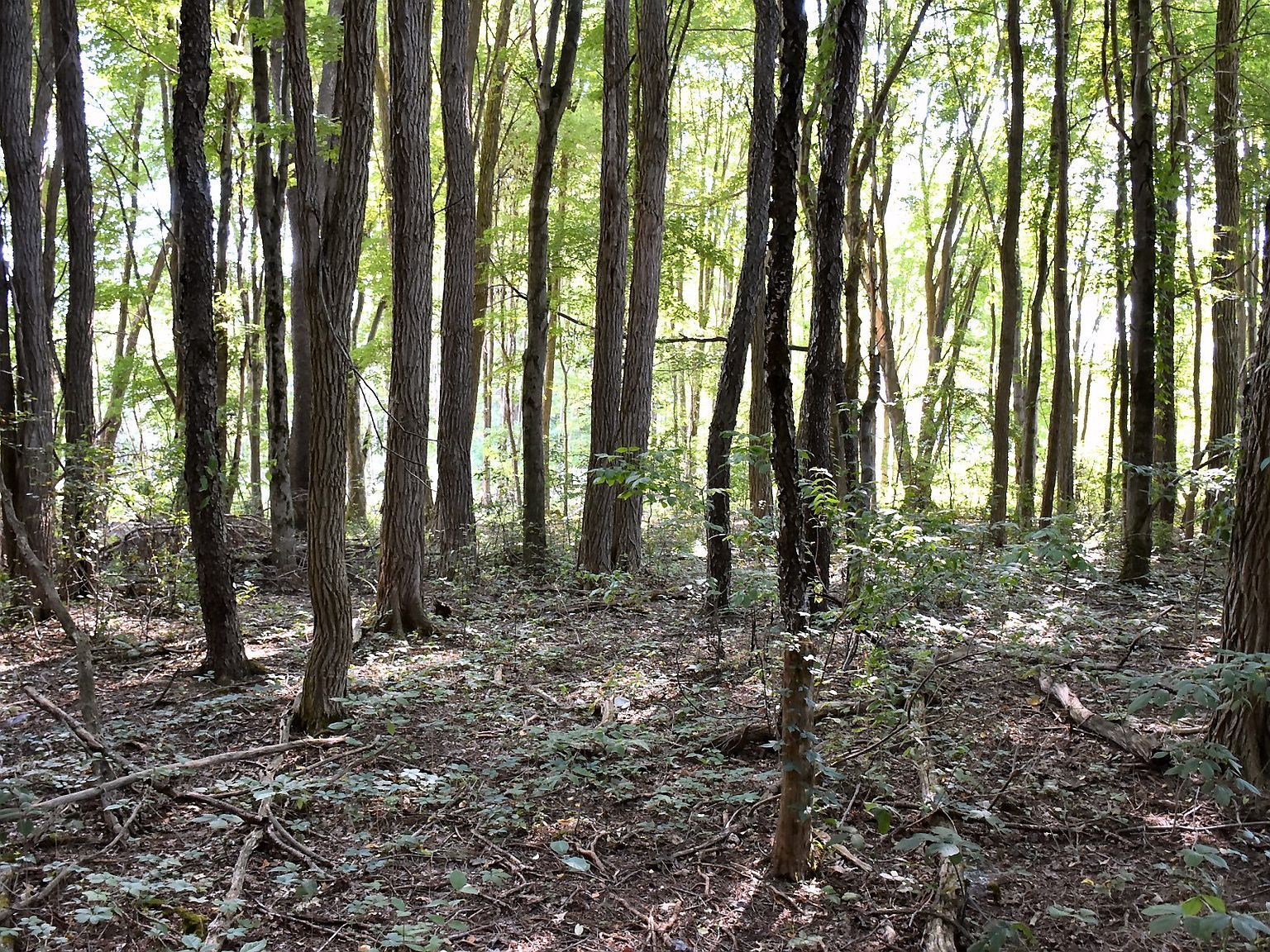 12410 Dogwood Ln Conneaut Lake, PA 16316 - Thumbnail 4