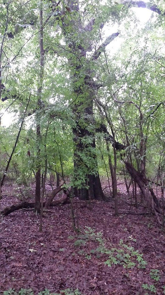 0 County Road 160 Oxford, MS 38655 - Thumbnail 4