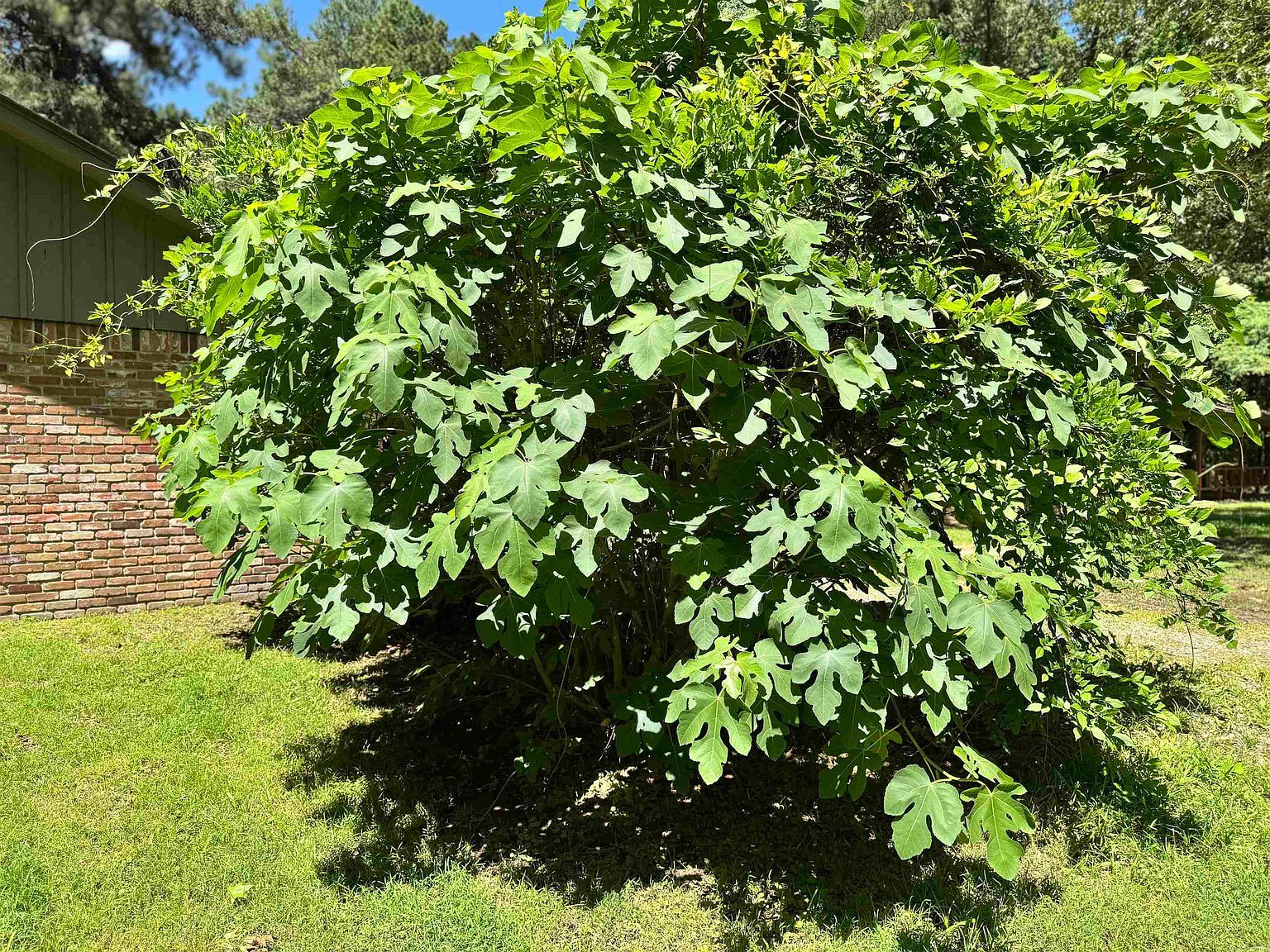 8707 Sulphur Springs Rd Pine Bluff, AR 71603 - Thumbnail 4