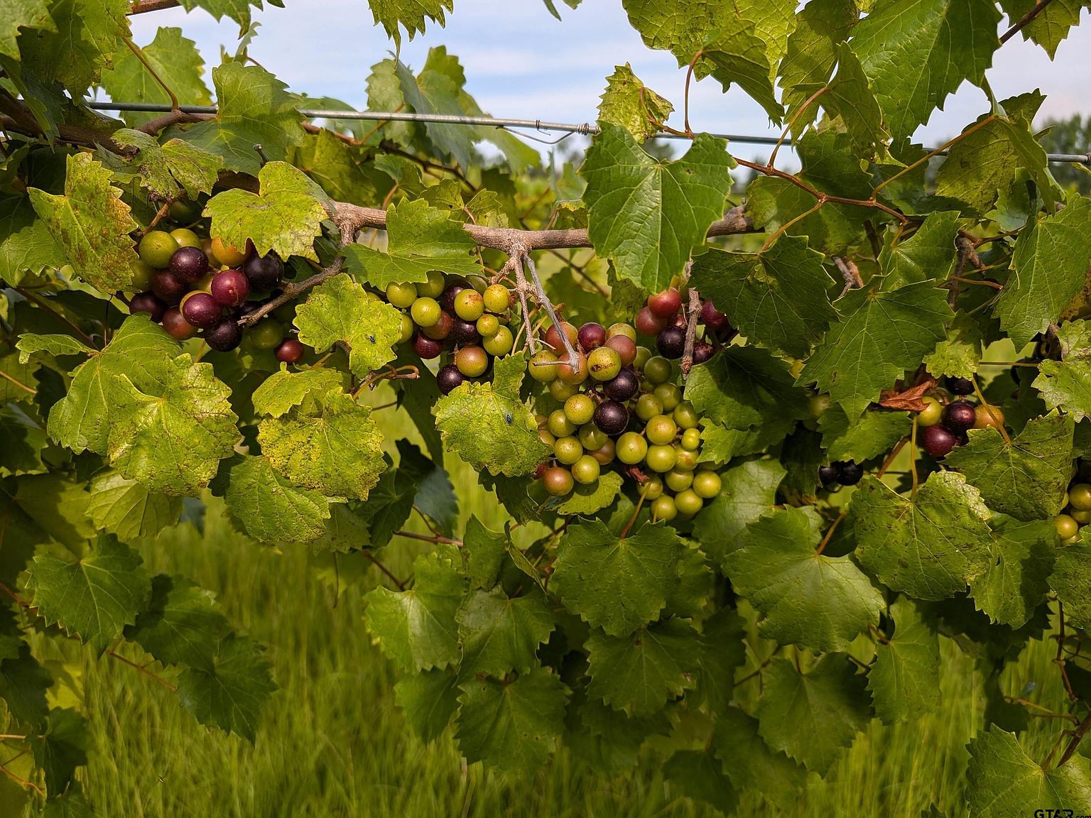 21803 County Road 2178 Troup, TX 75789 - Thumbnail 4