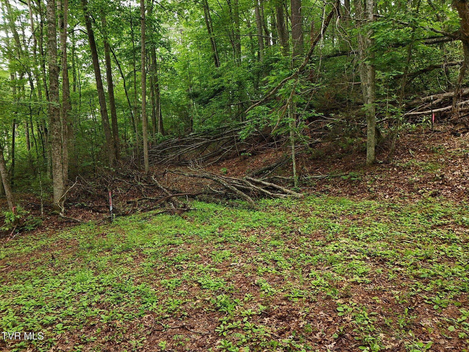 Willow Ln Greeneville, TN 37743 - Thumbnail 4