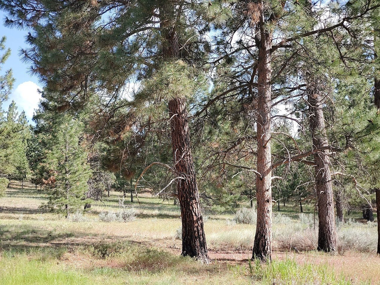 4784 Cameron Rose Ln Stevensville, MT 59870 - Thumbnail 4