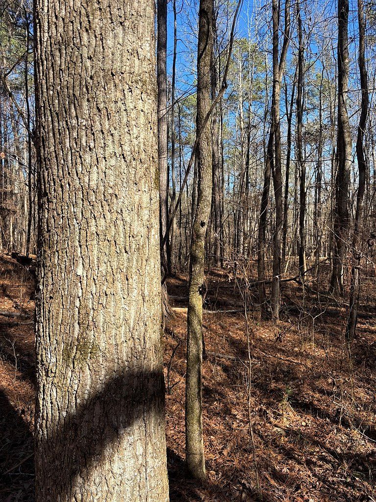 0 Carl Mathis Rd Talbotton, GA 31827 - Thumbnail 4