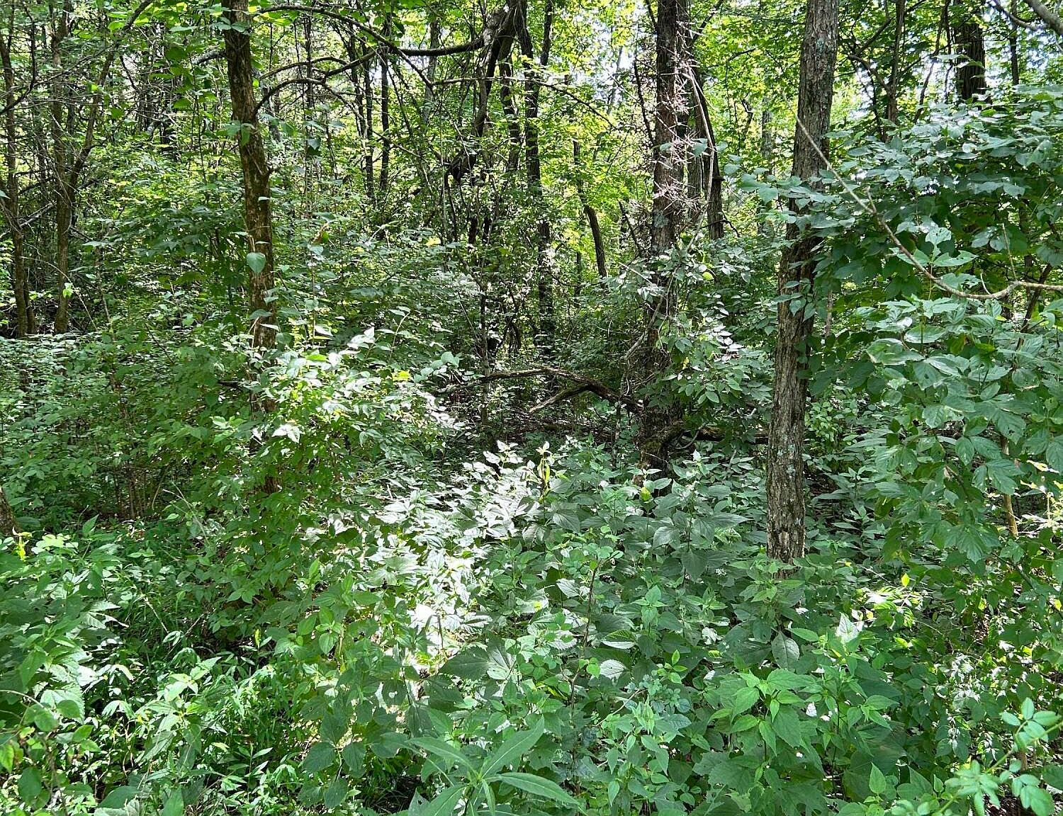 2184 Shadrick Ferry Rd Frankfort, KY 40601 - Thumbnail 4