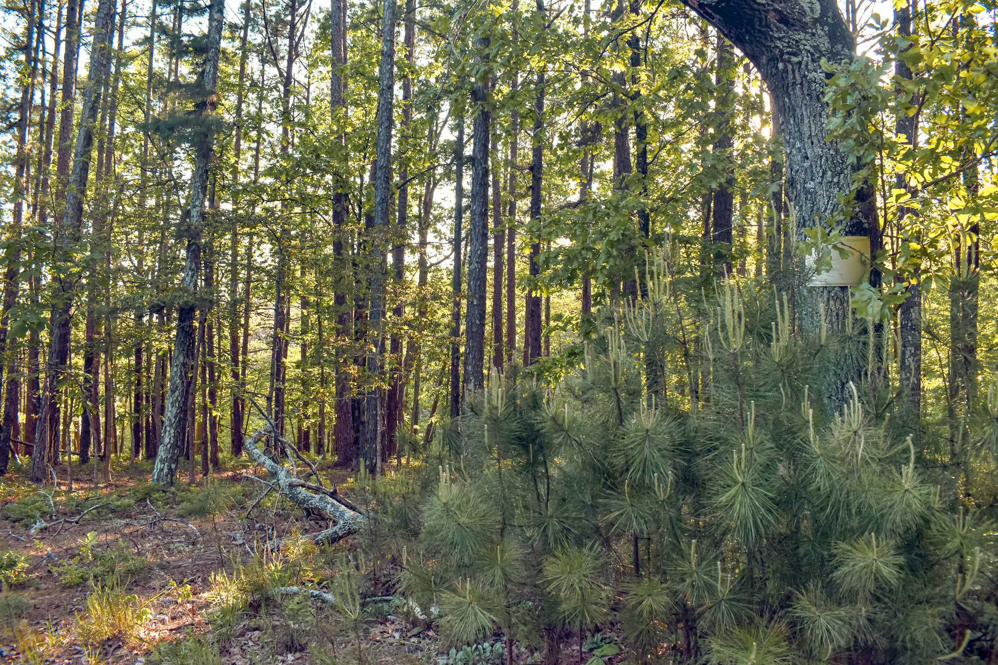 24230 Flint Ridge Drive, Kansas, OK, 74347 - Thumbnail 5